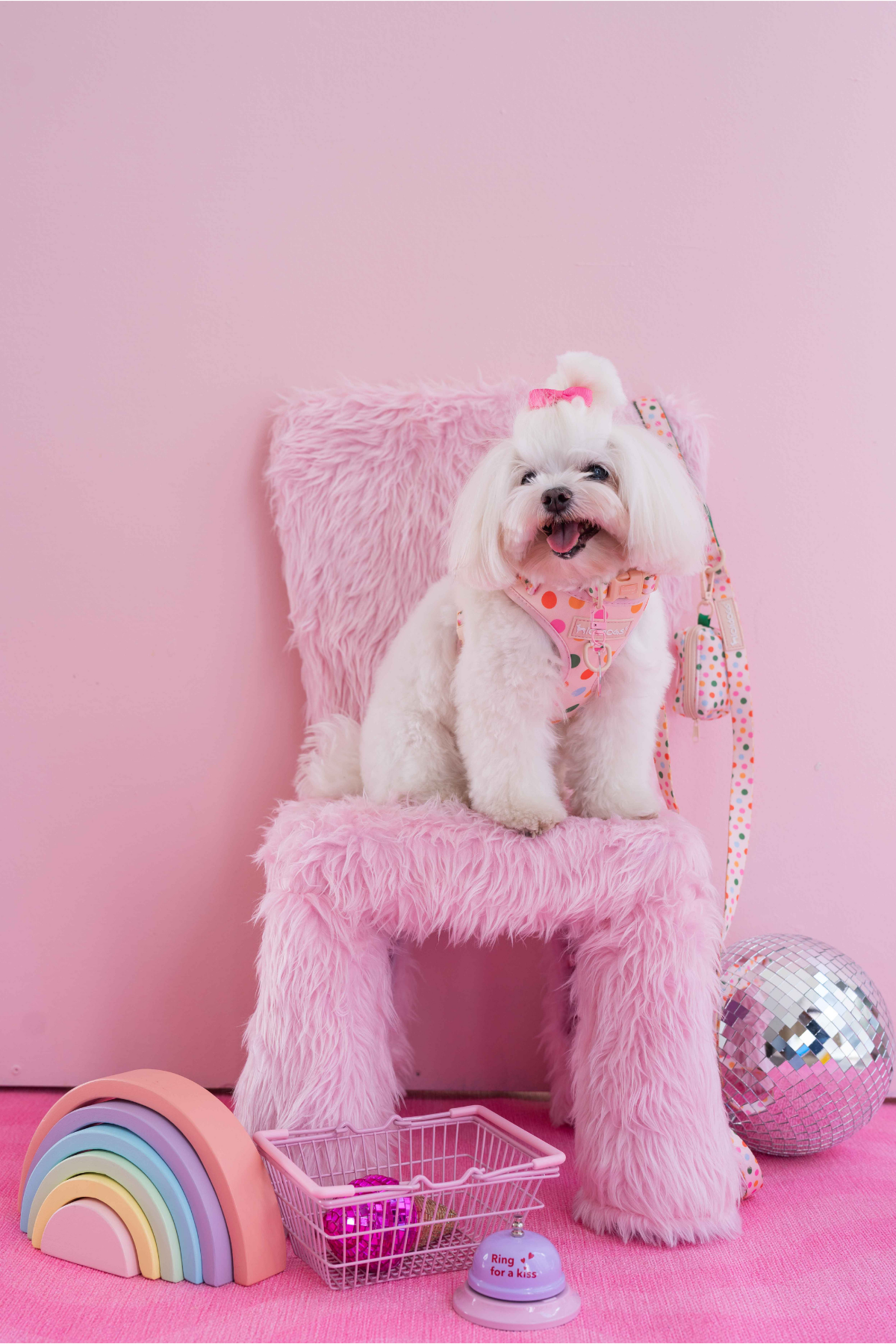 Lolidogs Köpek Göğüs Tasması ve Kayış Seti | Confetti