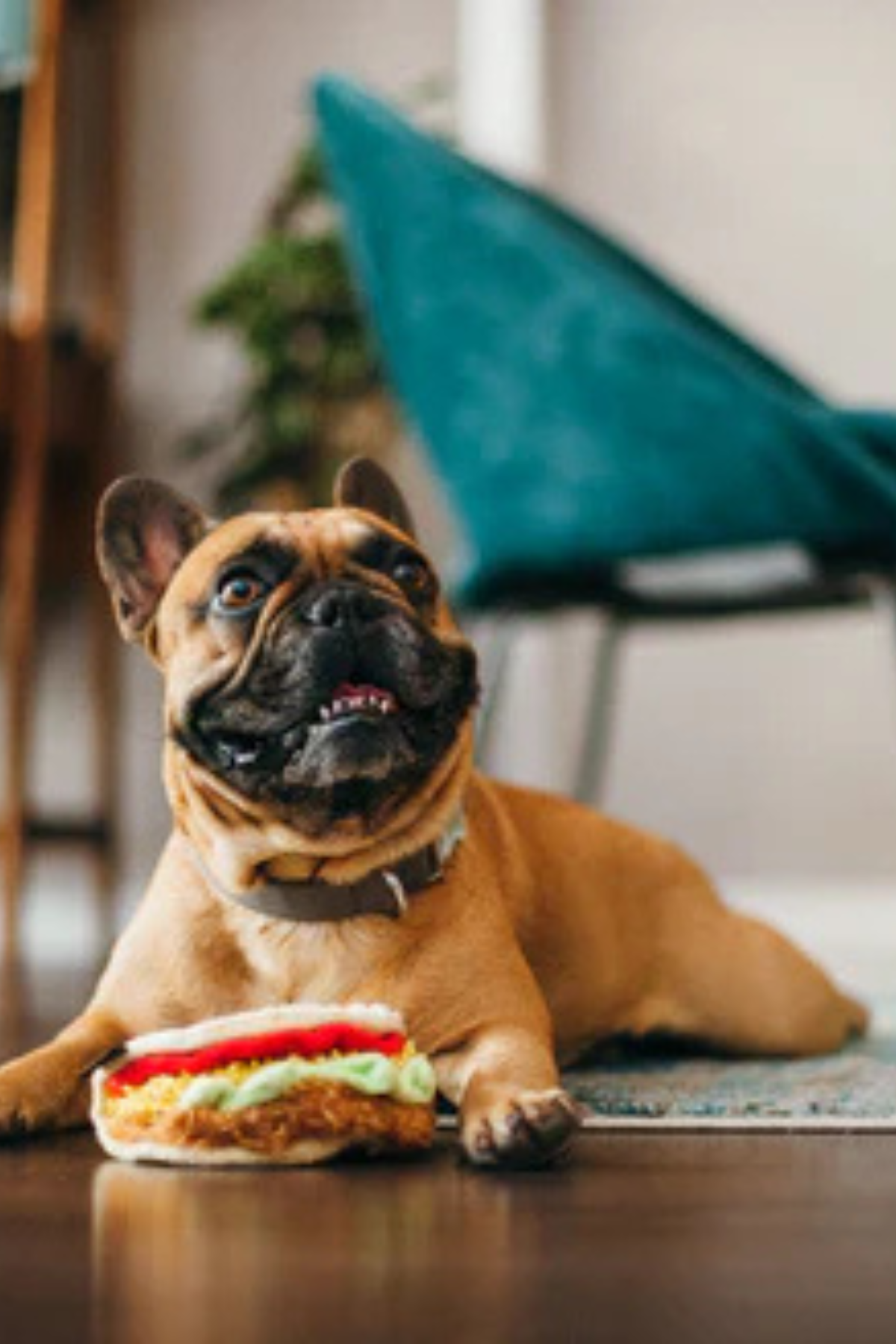 Play San Francisco Taco Köpek Oyuncağı