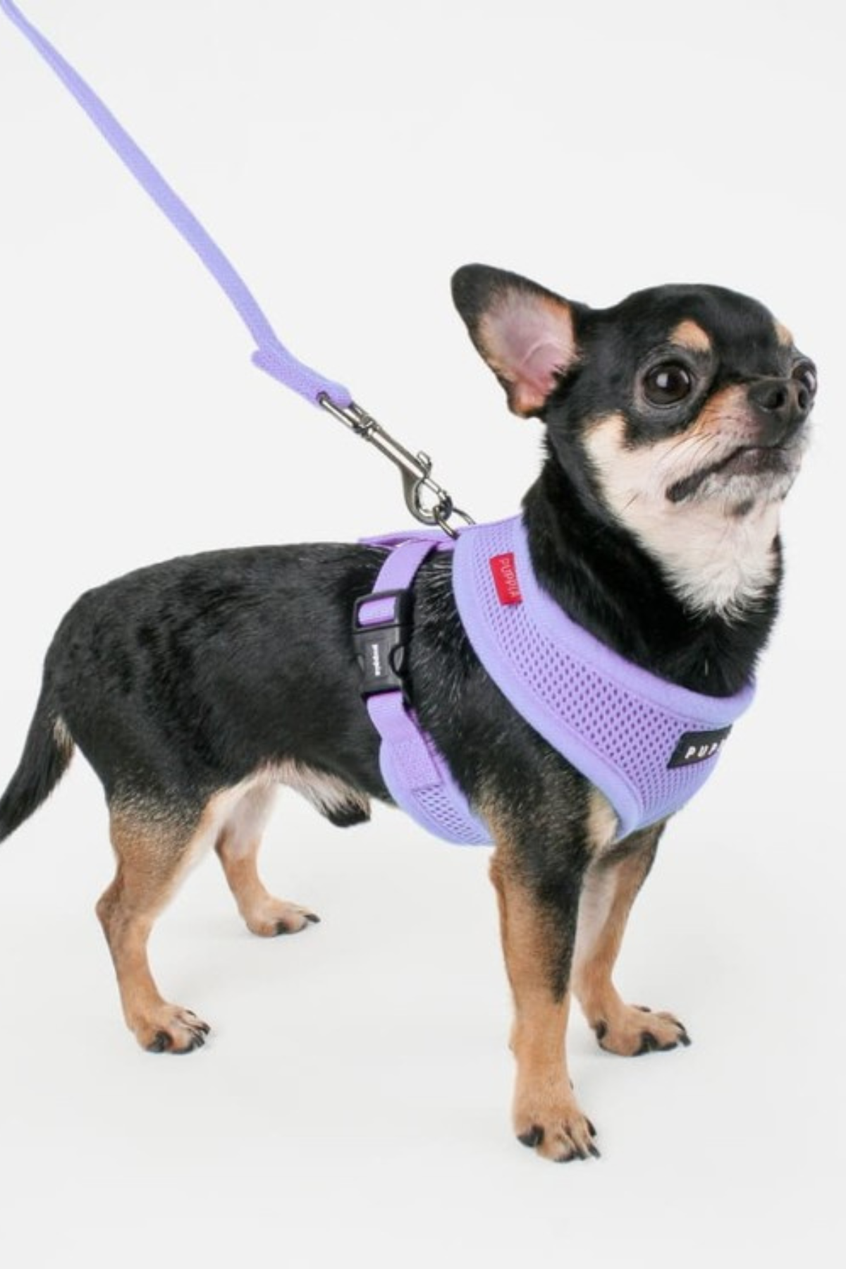 Puppia Soft Köpek Tasma Lila 