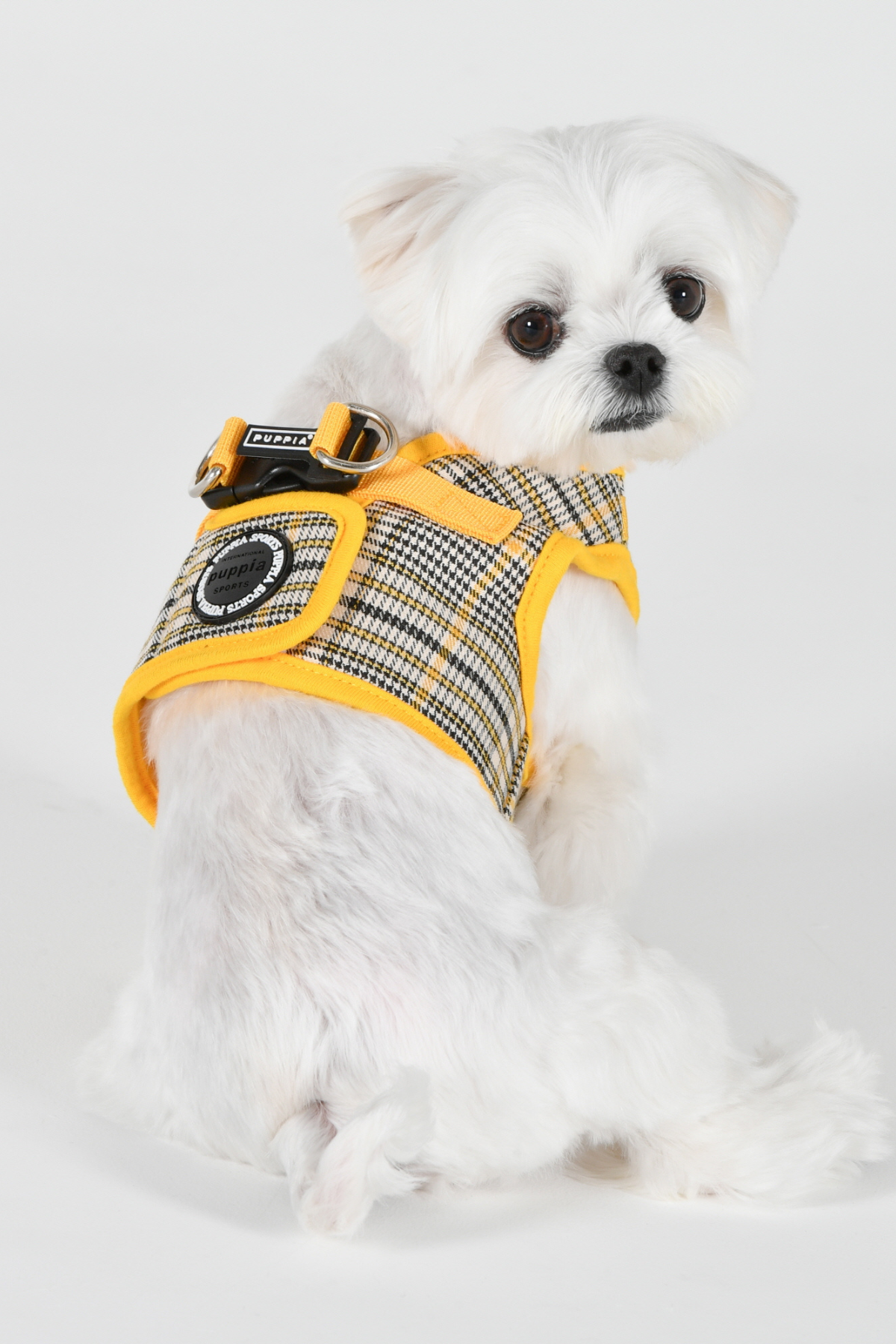 Lucas Harness B Köpek Göğüs Tasması Sarı 