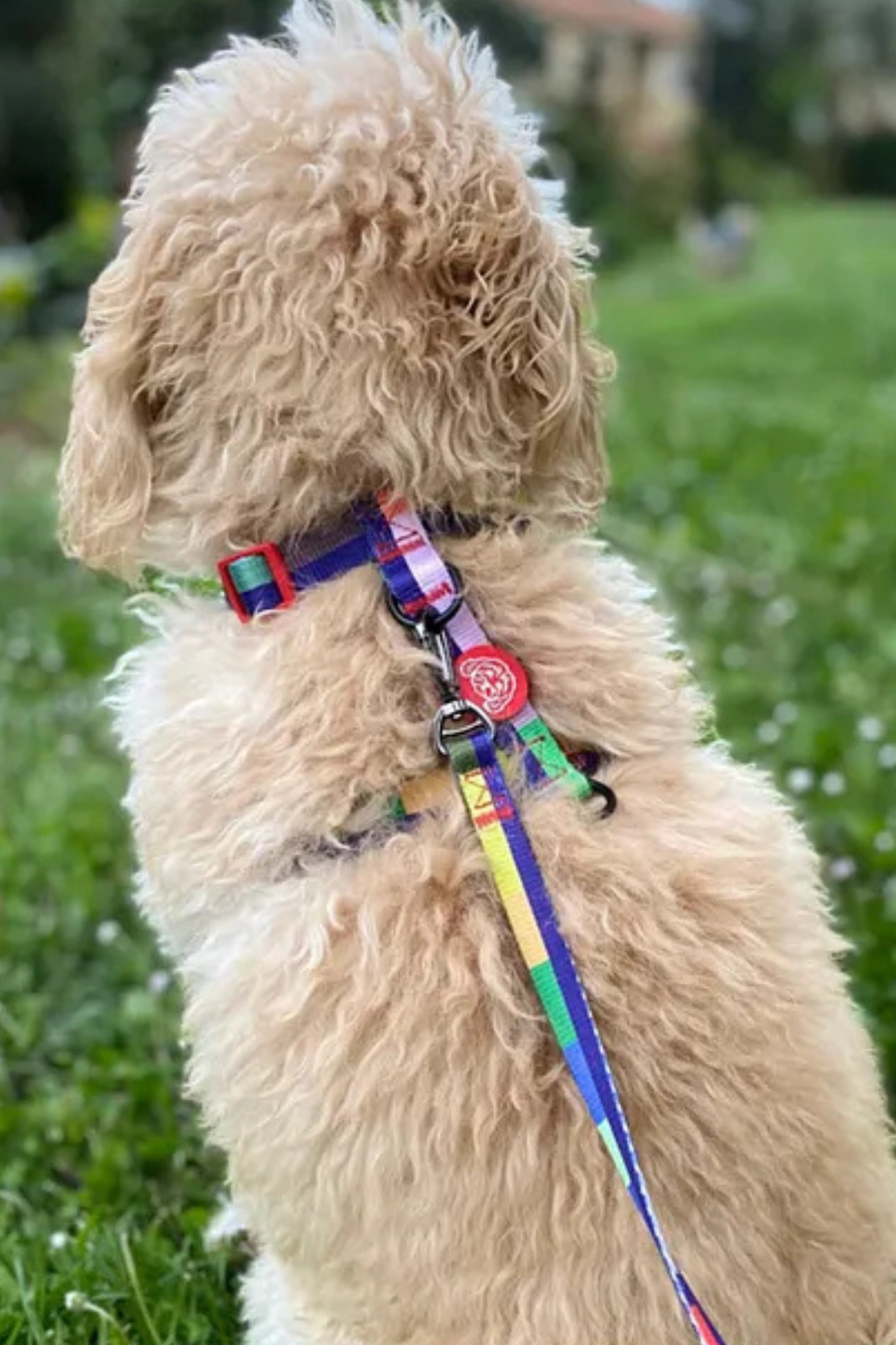 Fluffy Buddies Indigo H tipi Göğüs Tasması Medium 