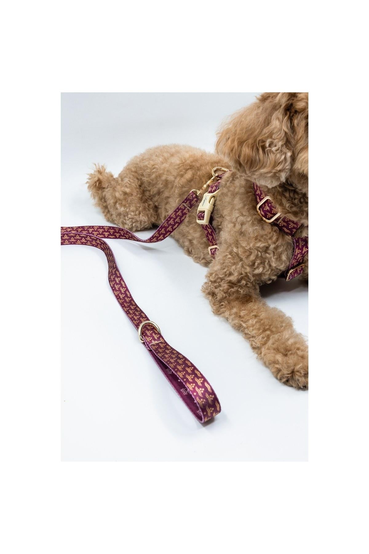 Lupinus Atelier Ductus Cerasus x Chintamani Köpek Gezdirme Kayışı