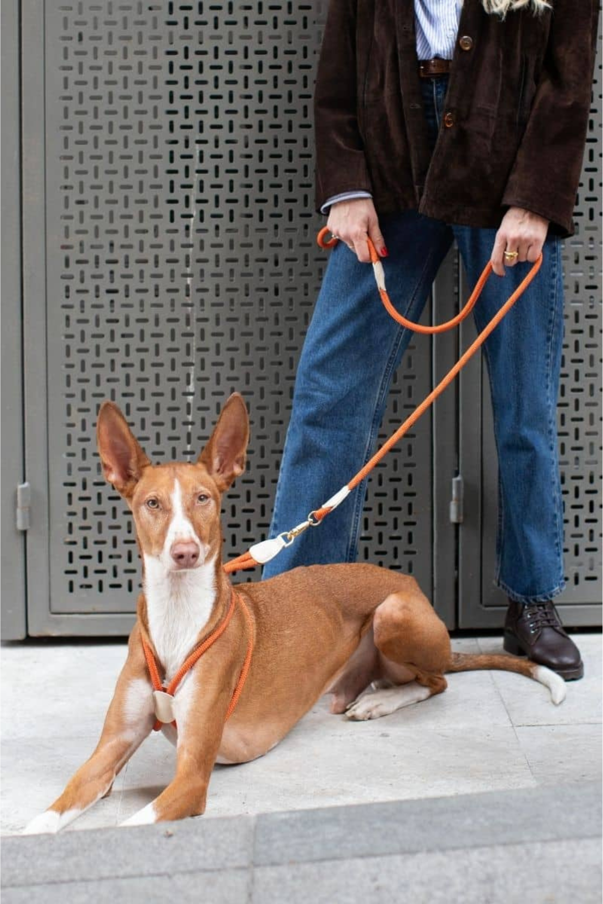 Zoe Pet Atelier Loop Köpek Gezdirme Kayışı Pas Turuncusu