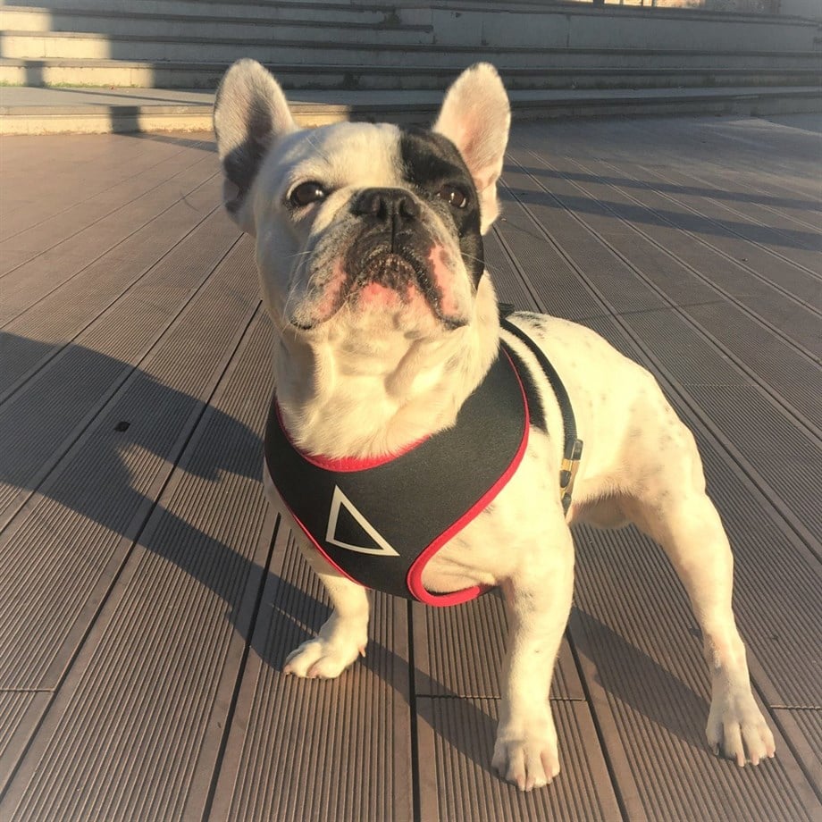 Dogness Squid Game Göğüs Tasması (Üçgen)