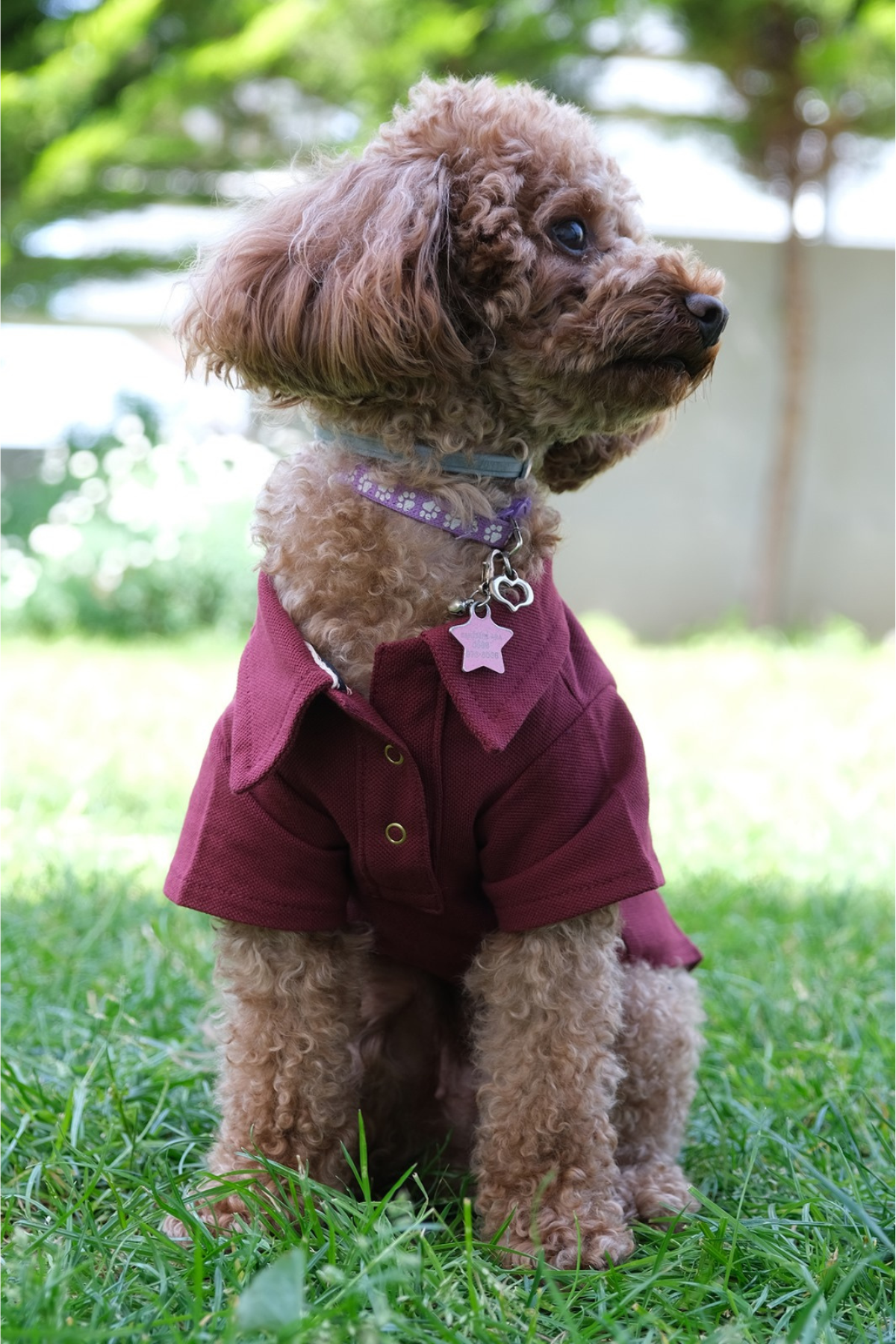 Doredog bordo polo tişört