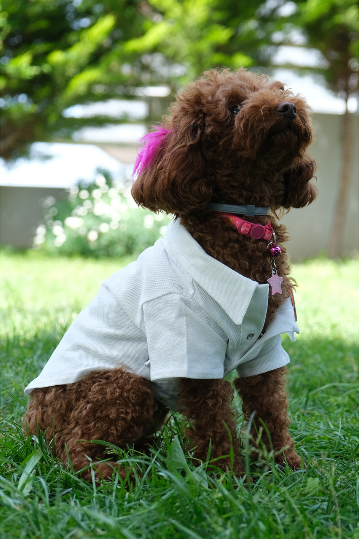 Doredog Krem Polo Yaka Tshirt