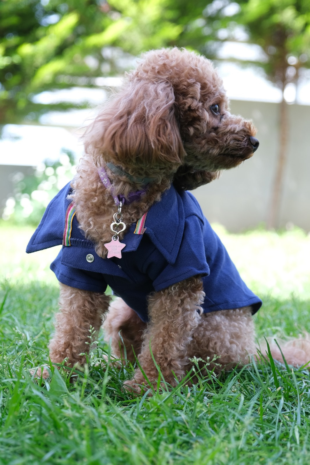 Doredog lacivert polo tişört