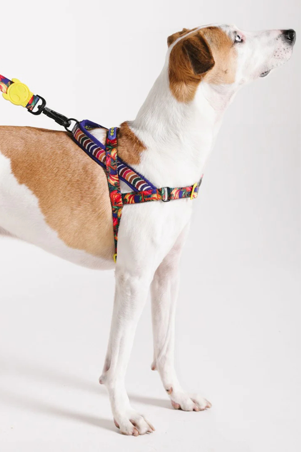 Zee.Dog Samba Softer Walk Köpek Göğüs Tasması - FARM Rio