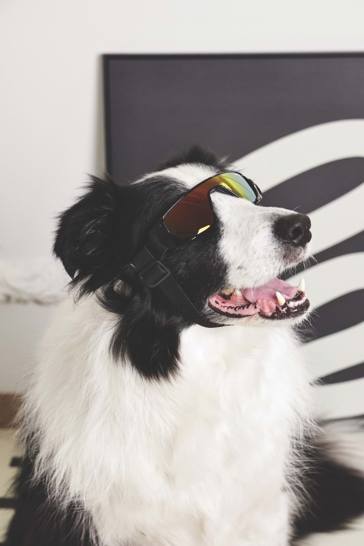 M-Pets Sunny Sunbather Köpekler İçin Gözlük Black