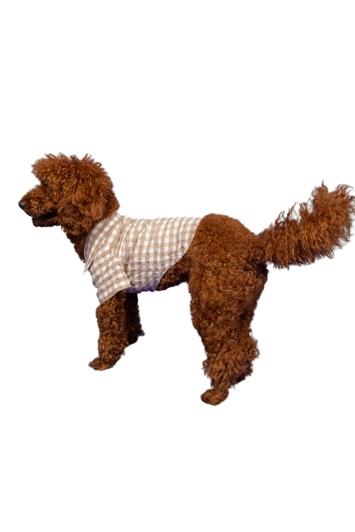 Goodboi Pötikareli Kahverengi Gofre Gömlek