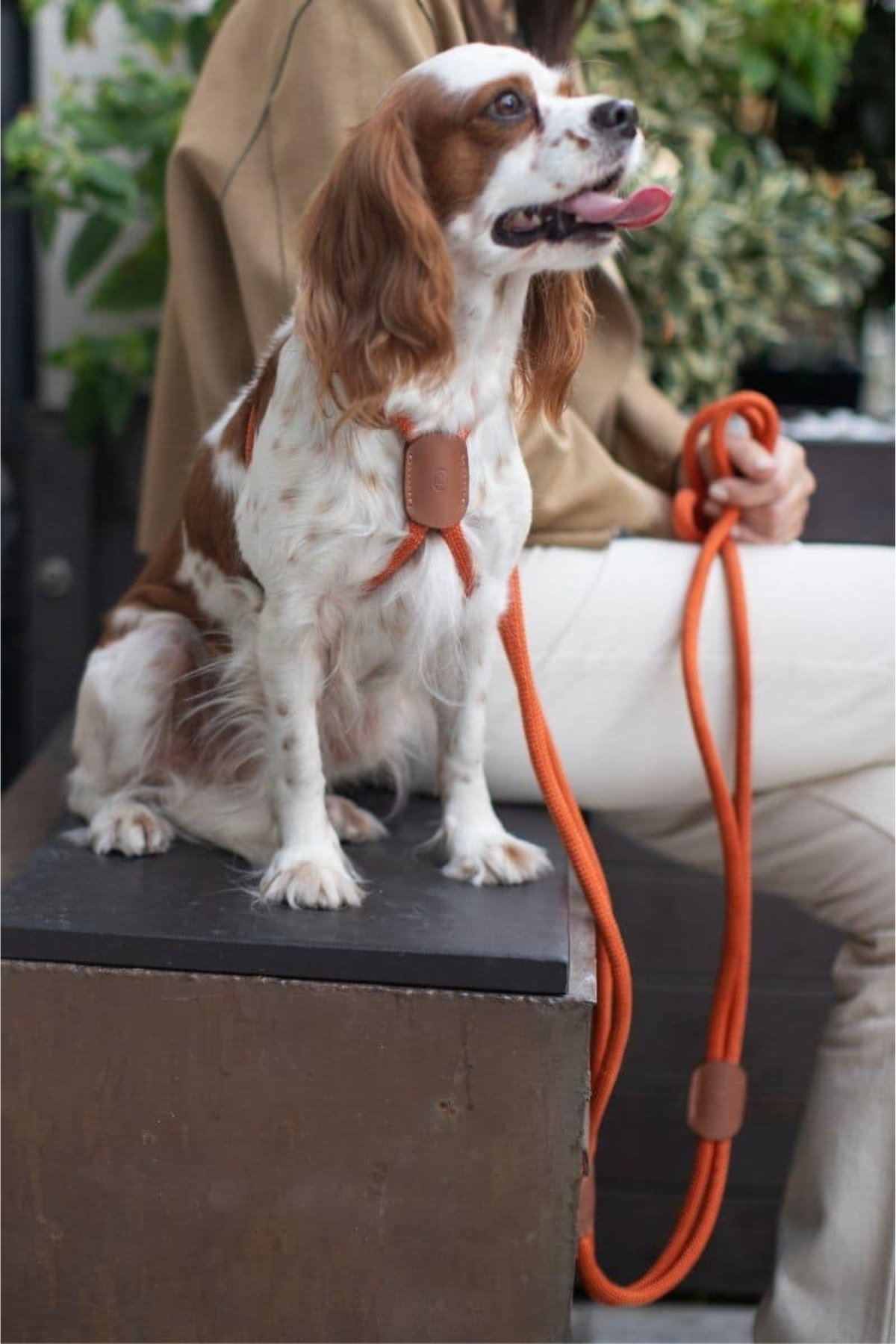 All In 1 Loop Harness In Rusty Orange Brown