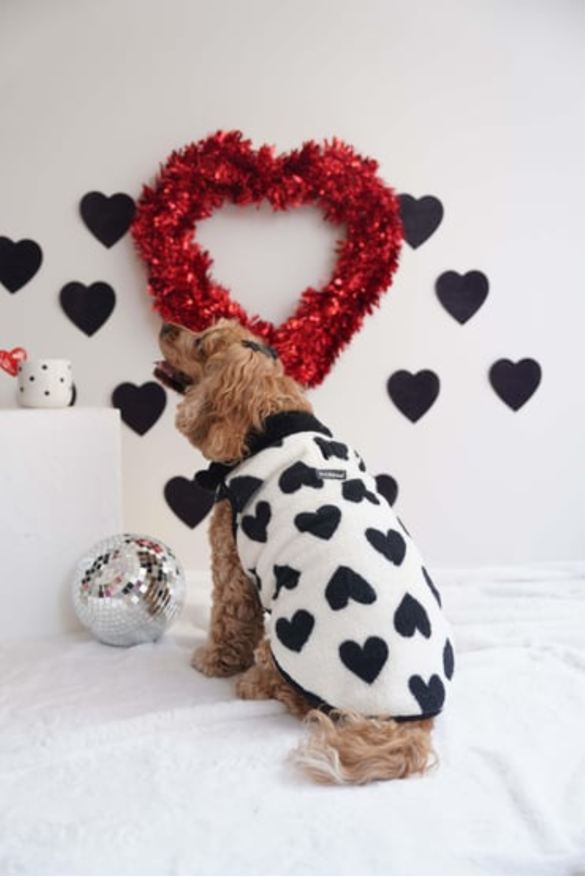 Lolidogs Köpek Ceketi | Noir