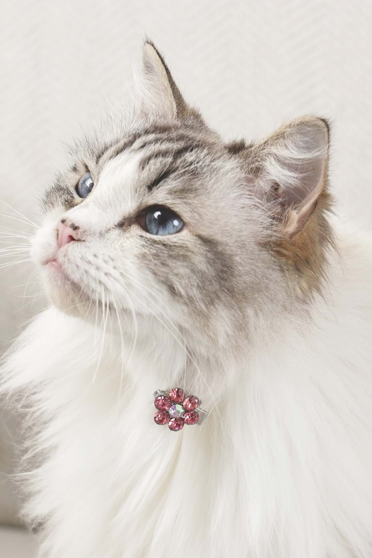 M-PETS GLAM KÖPEKLER İÇİN AKSESUAR TOKA PİNK/WHİTE