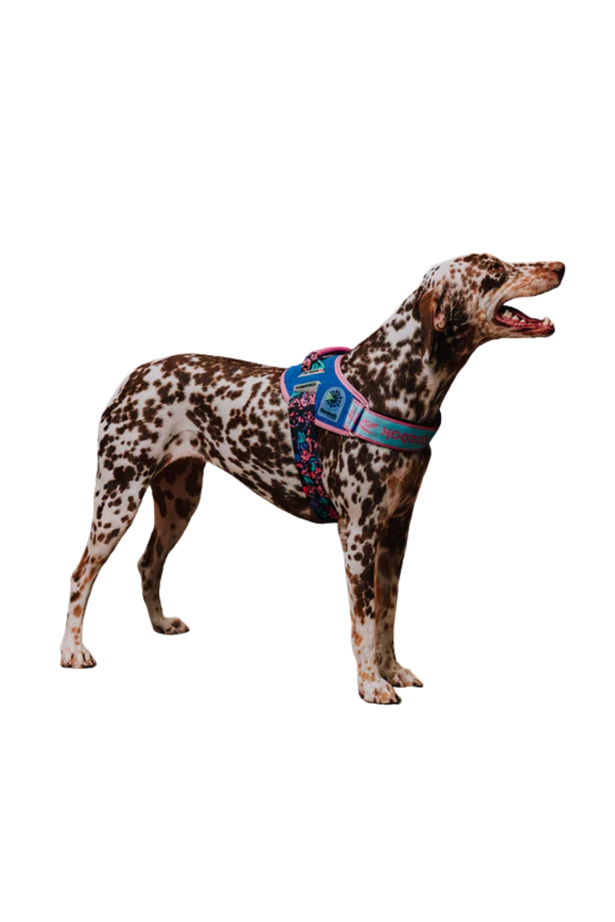 Zee.Dog Reebok x Zee.Dog Aerobic FlyHarness Köpek Tasması