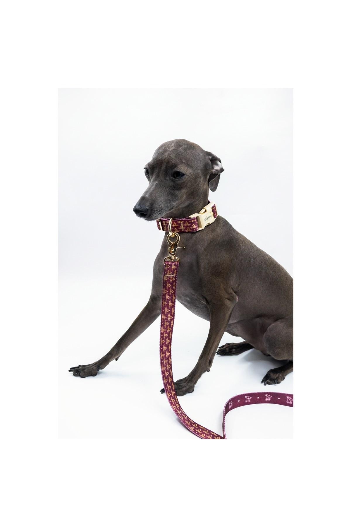 Lupinus Atelier Flexus Cerasus x Chintamani Köpek Gezdirme Kayışı