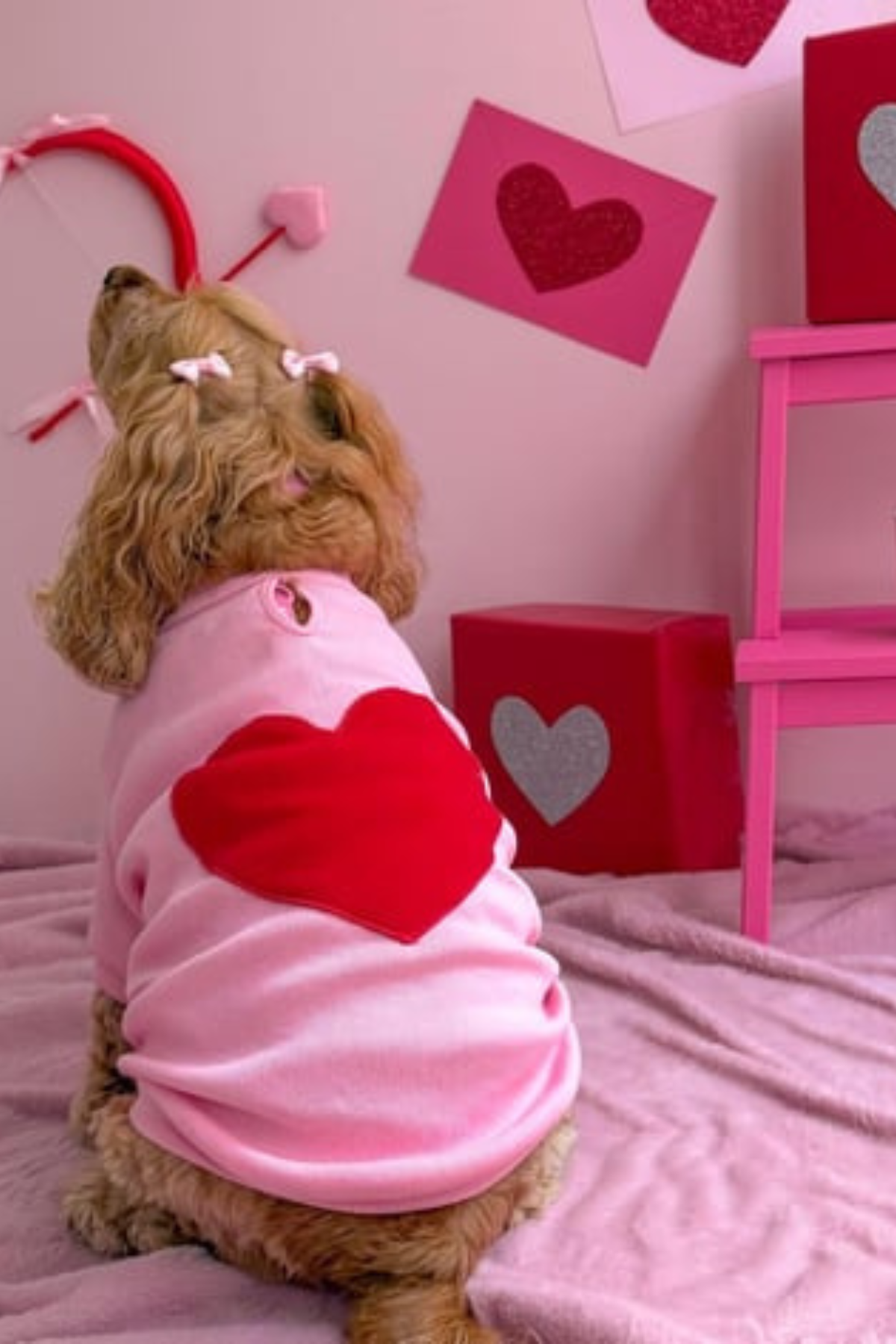 Lolidogs Basics | Cupid
