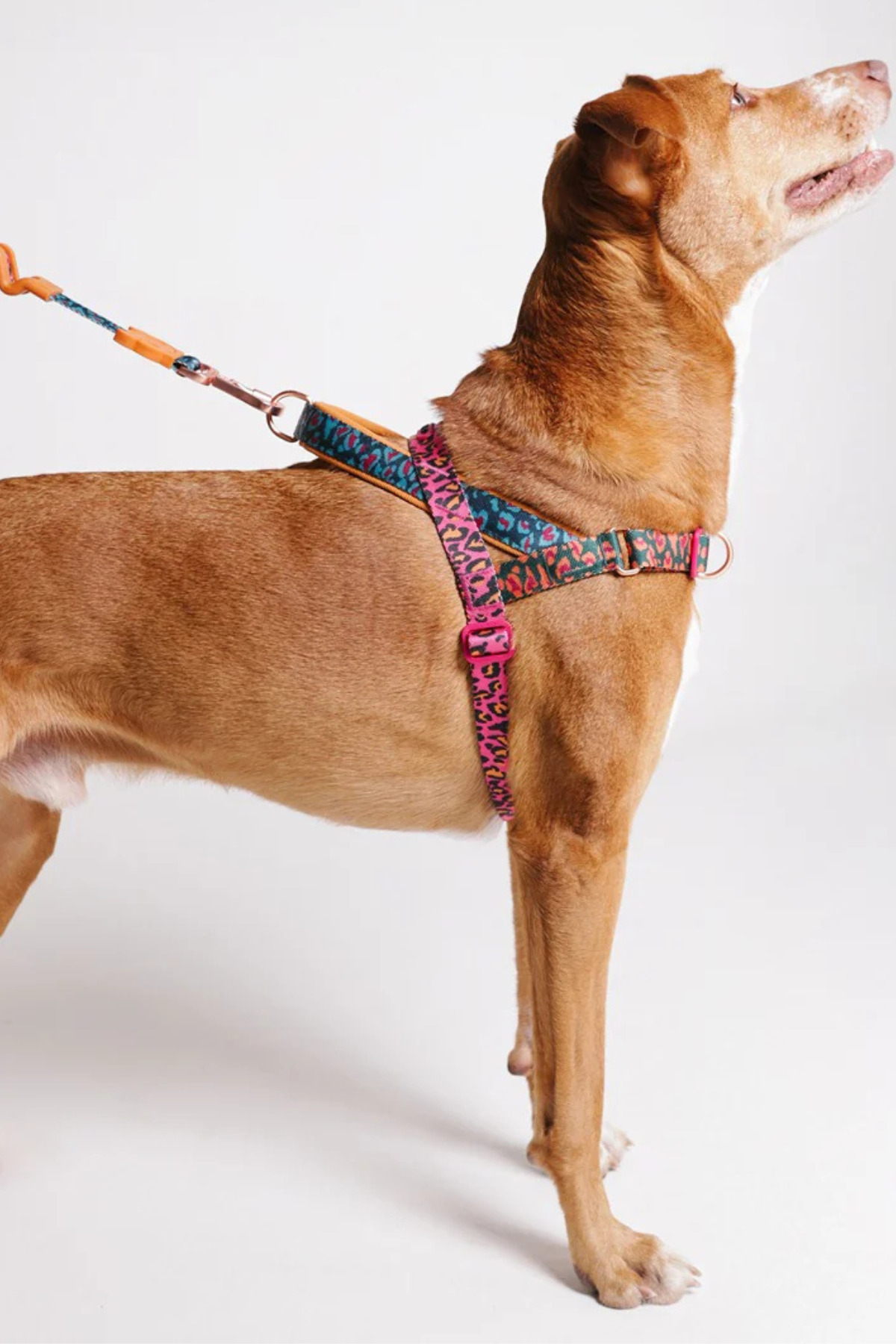 Zee.Dog Selva Softer Walk Köpek Göğüs Tasması - FARM Rio