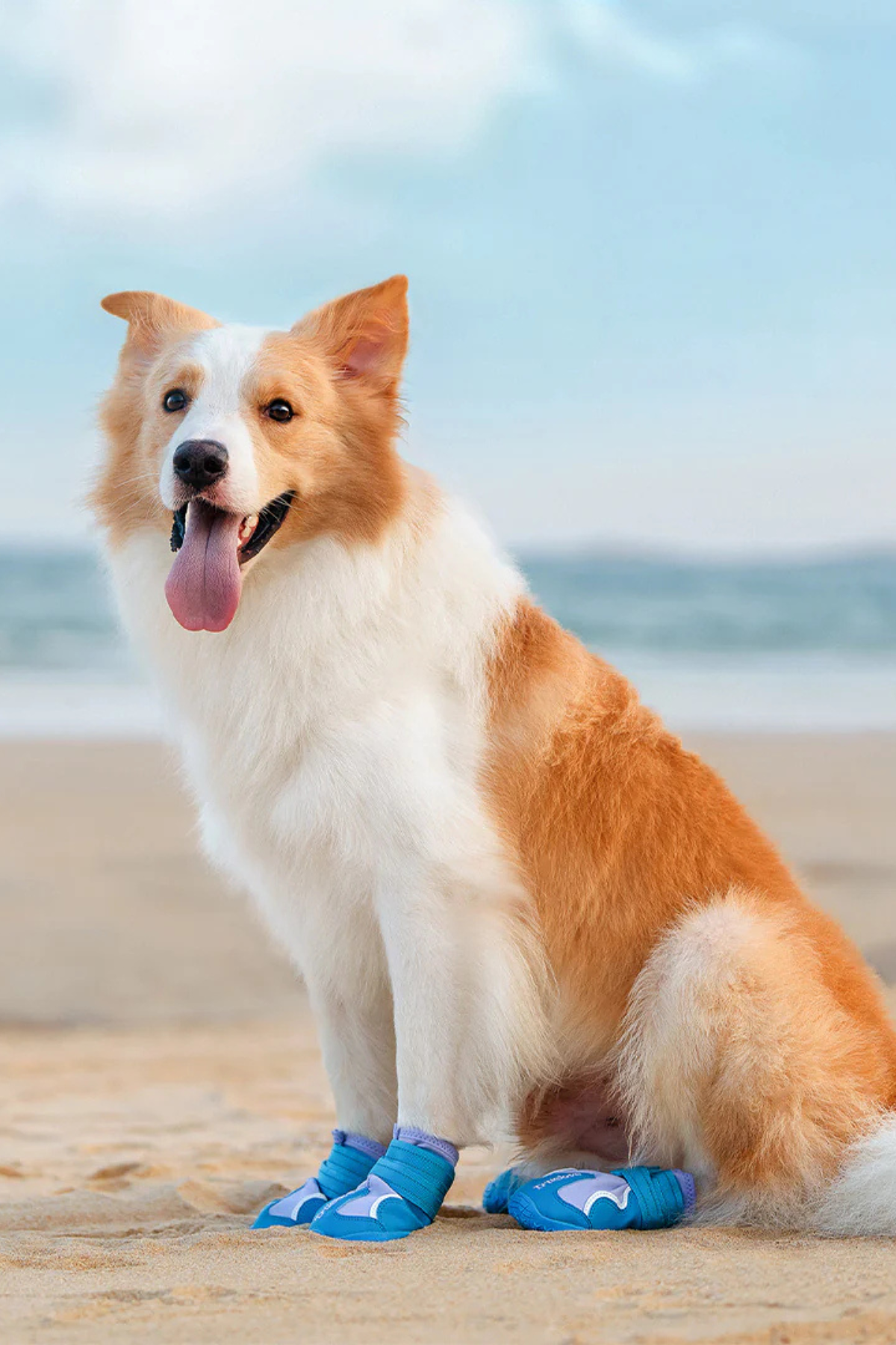 Truelove Köpek Ayakkabısı Mavi-Lila