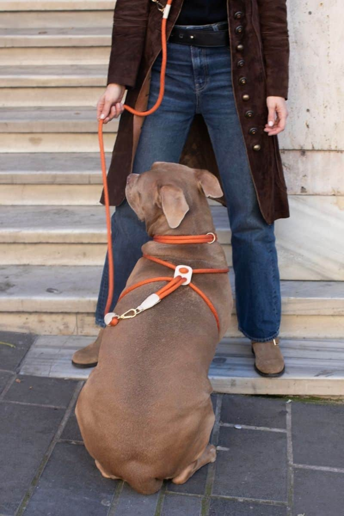 Zoe Pet Atelier Loop Köpek Göğüs Tasması Pas Turuncusu