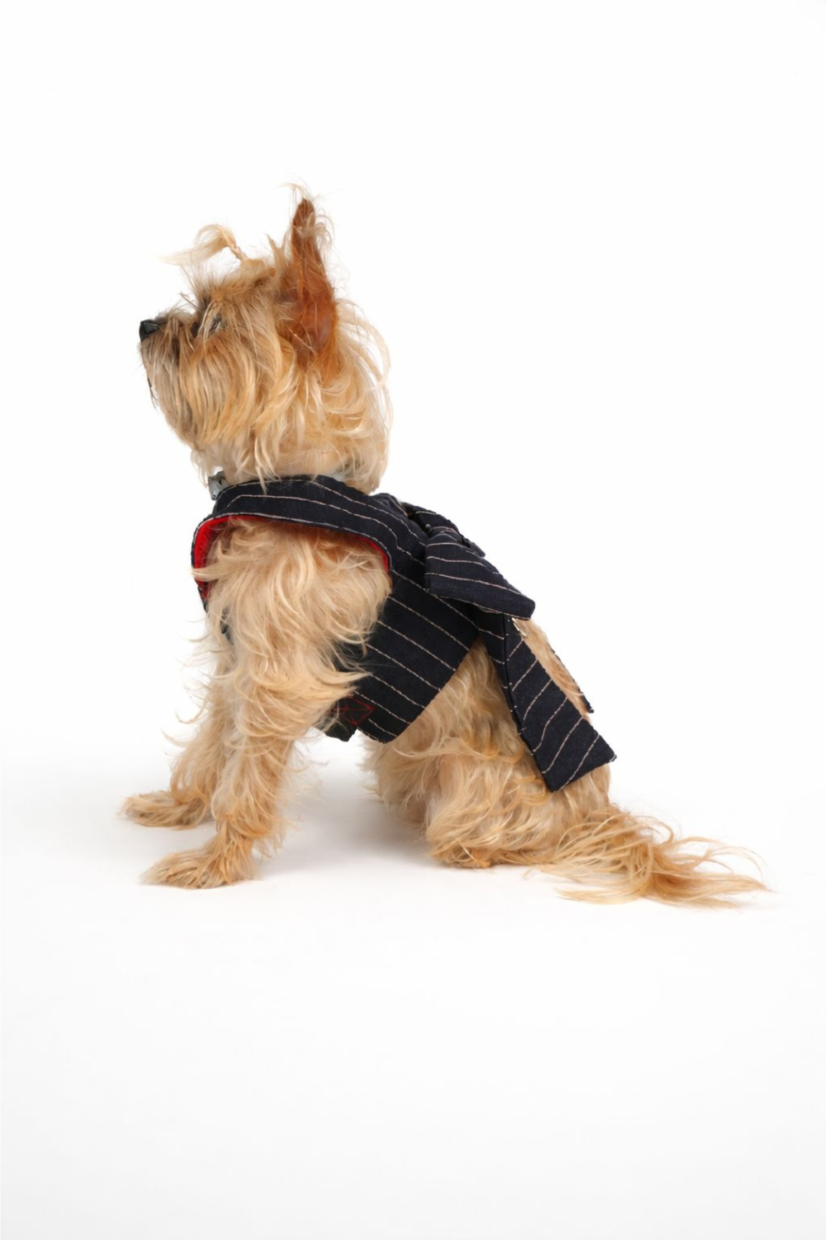 Doredog Fiyonklu Denim Köpek Tasma 