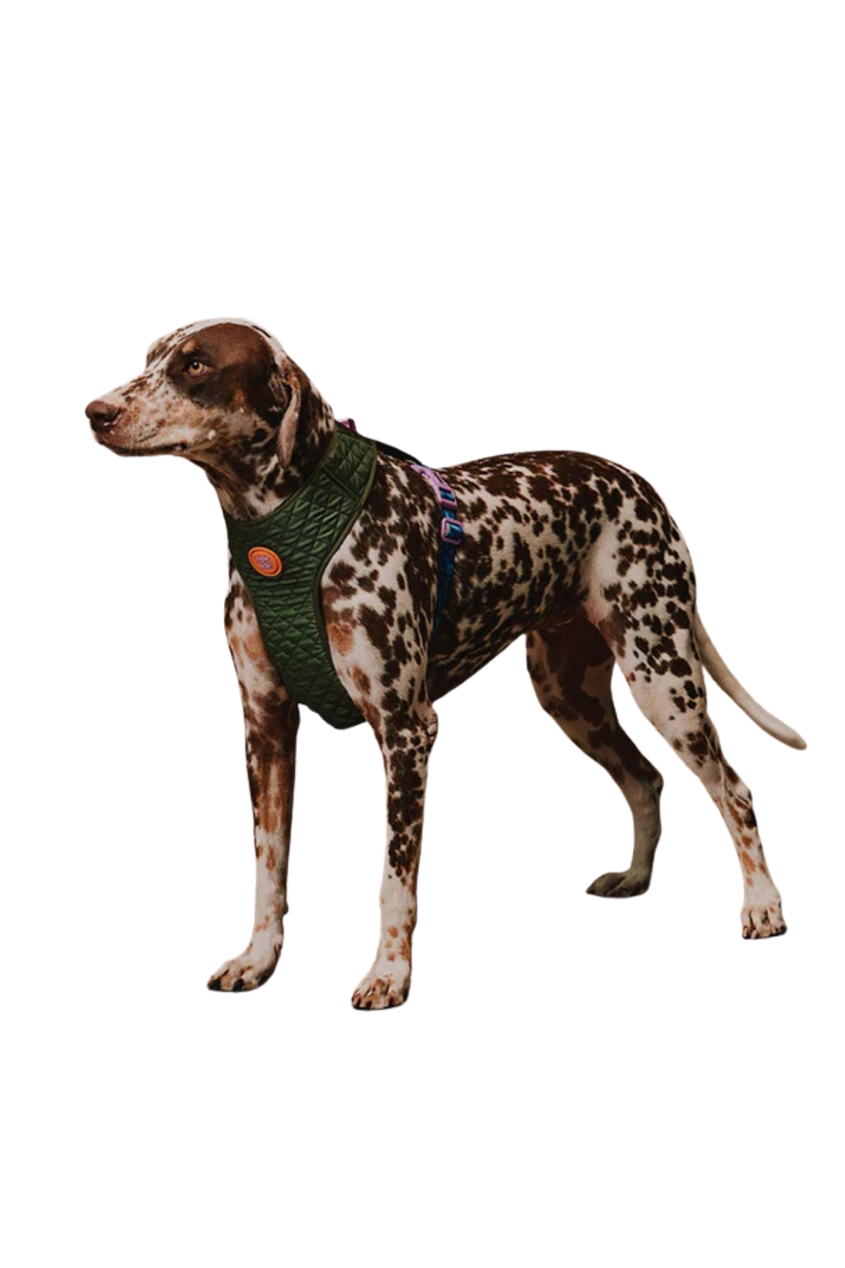 Zee.Dog Reebok x Zee.Dog Trekk Air Mesh Göğüs Tasması