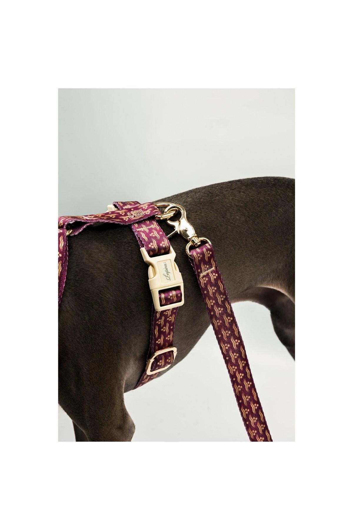 Lupinus Atelier Ductus Cerasus x Chintamani Köpek Gezdirme Kayışı