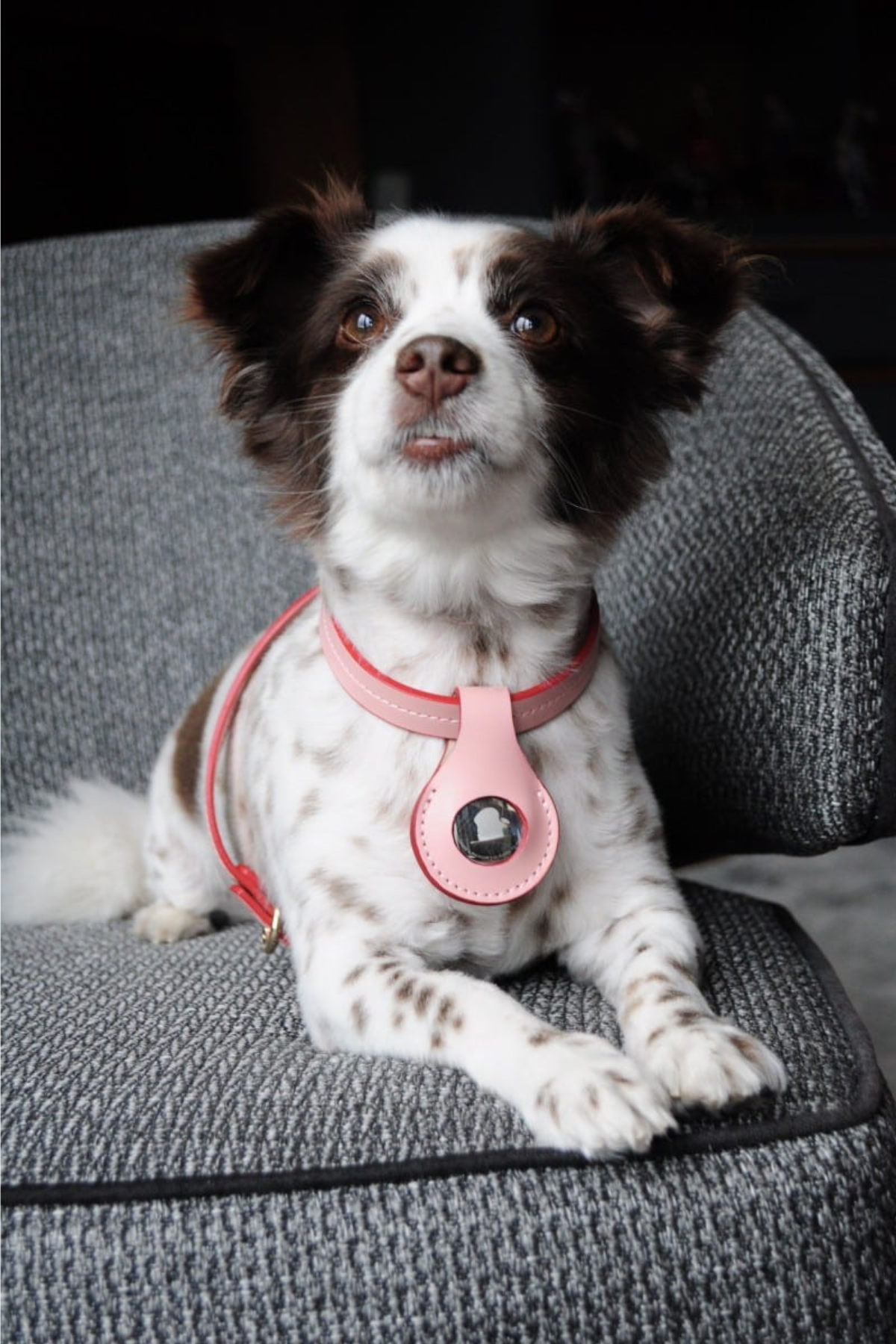 Zoe Pet Atelier Airtag Kılıfı Pembe