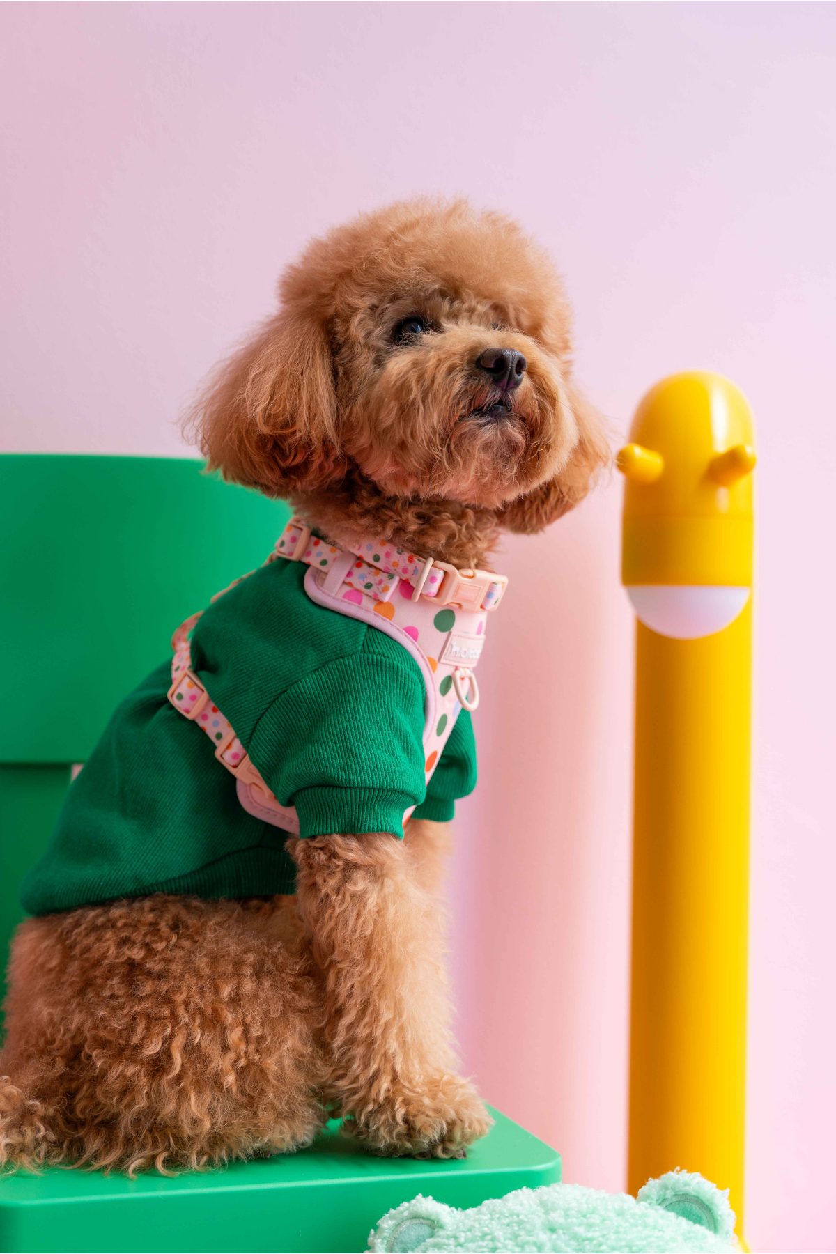 Lolidogs Köpek Göğüs Tasması ve Kayış Seti | Confetti