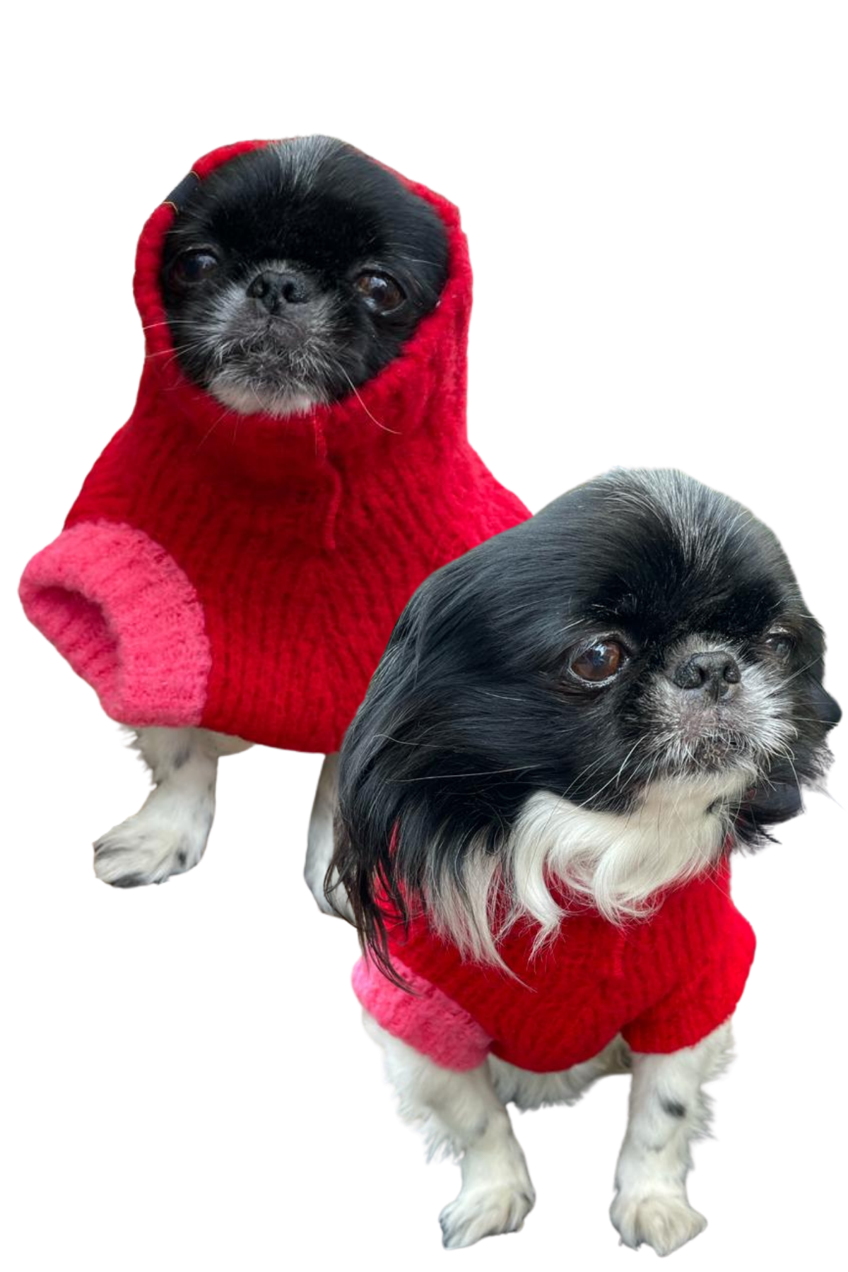 Hole Red (New) Köpek Kazağı