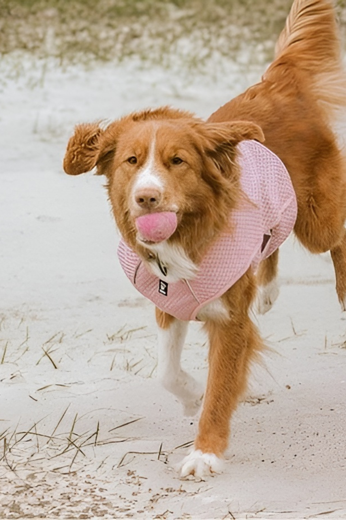Hurtta Dog Cooling Vest Carnation Pink