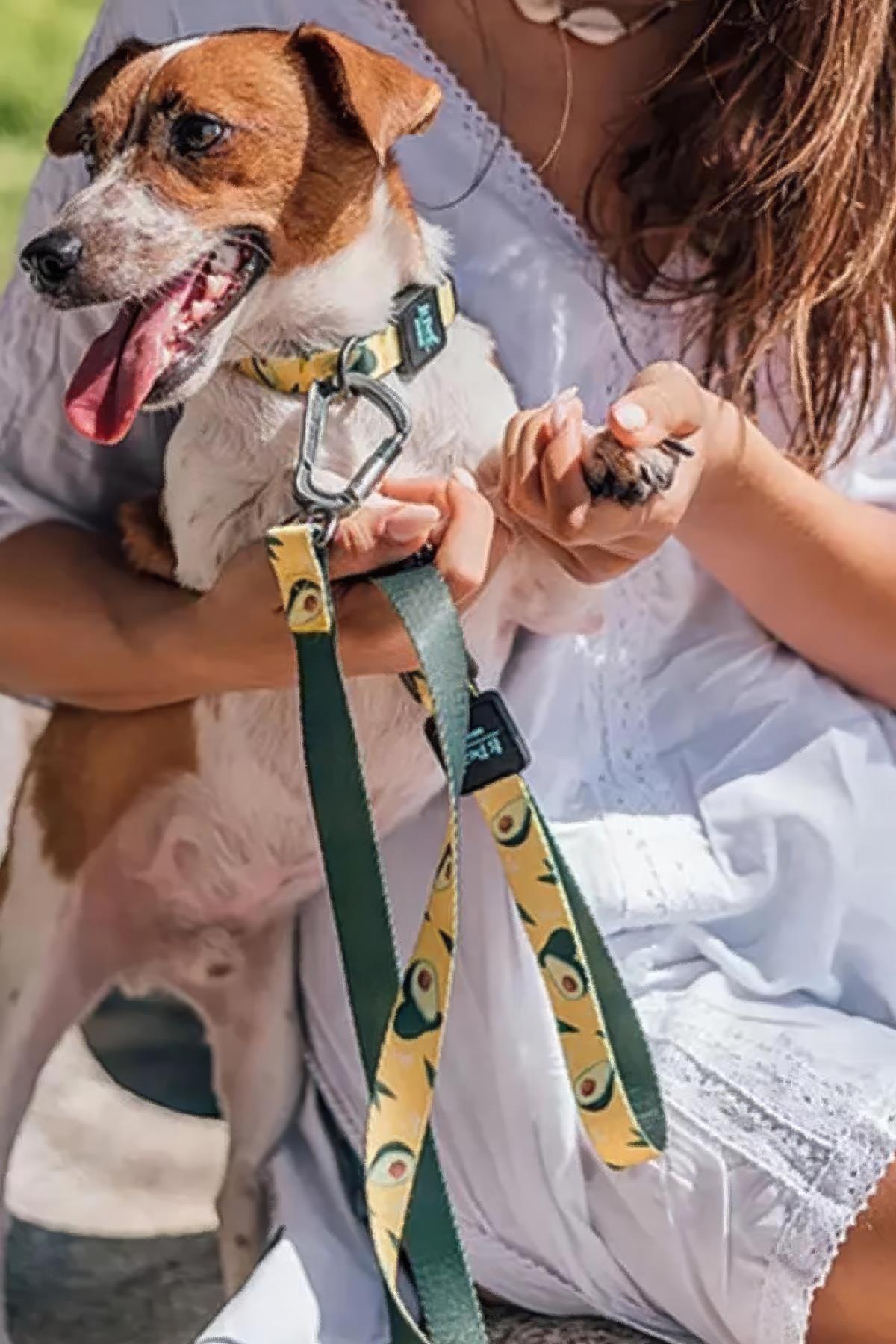 Ispet Avocado Dog Neck Collar