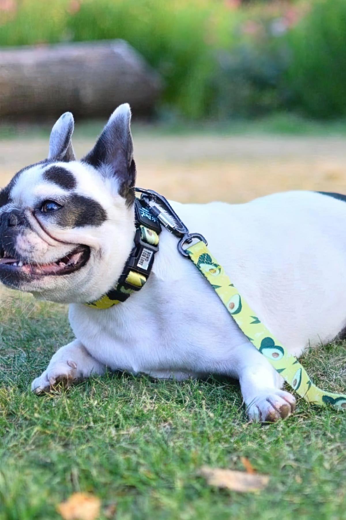 Ispet Avocado Dog Neck Collar