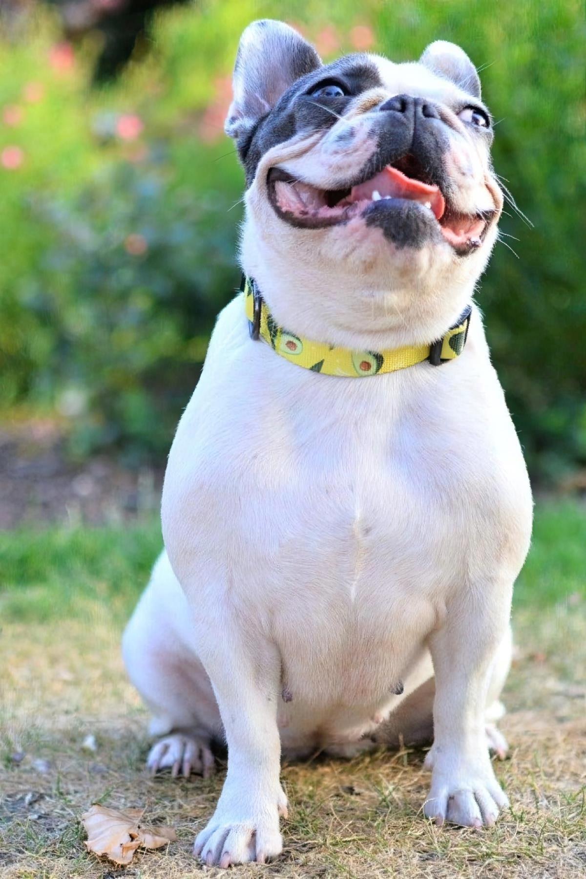 Ispet Avocado Dog Neck Collar