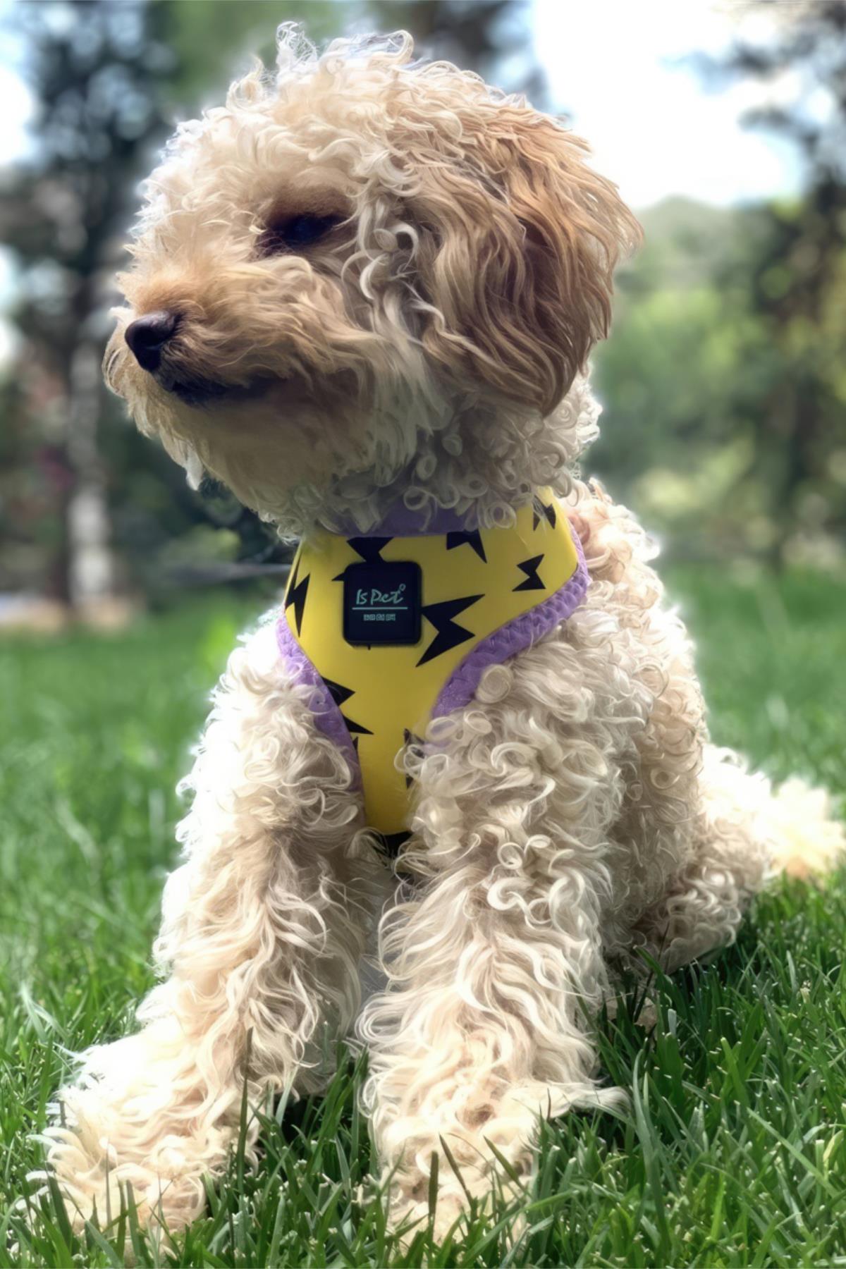 Ispet Flash Airmesh Dog Chest Collar