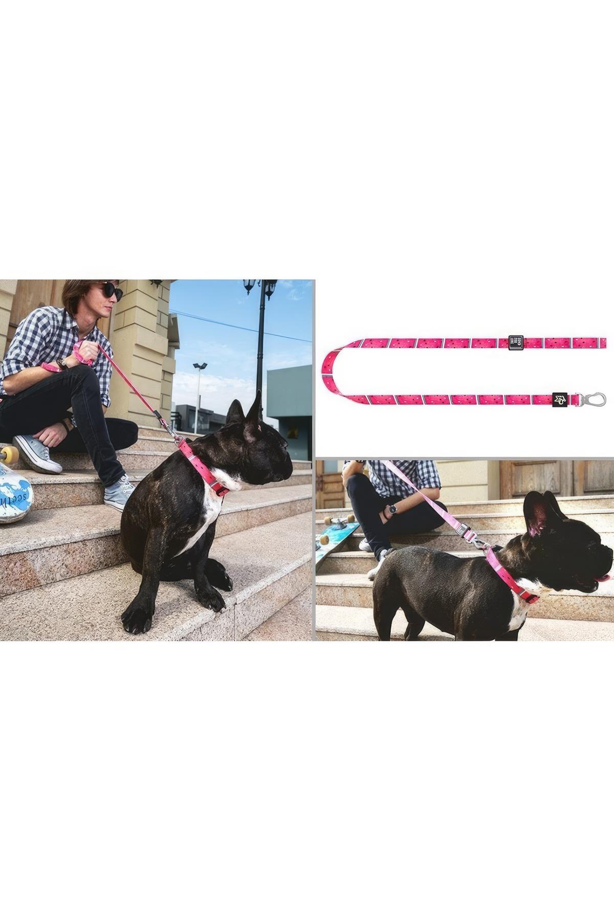 Ispet Watermelon Dog Navigation Stray