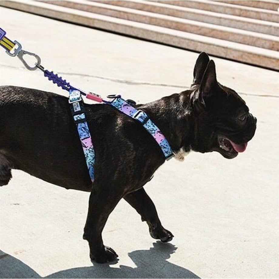 Ispet Meteor Örümcek Tipi Köpek Göğüs Tasması