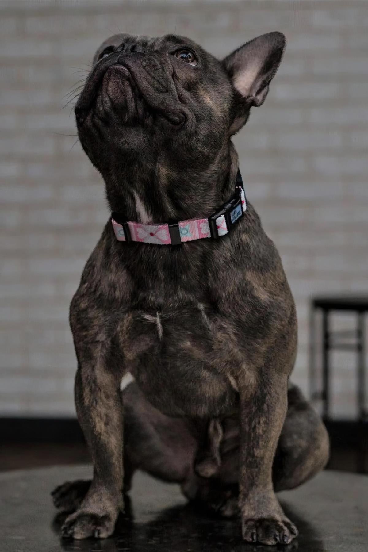 Ispet Pinky Köpek Boyun Tasması