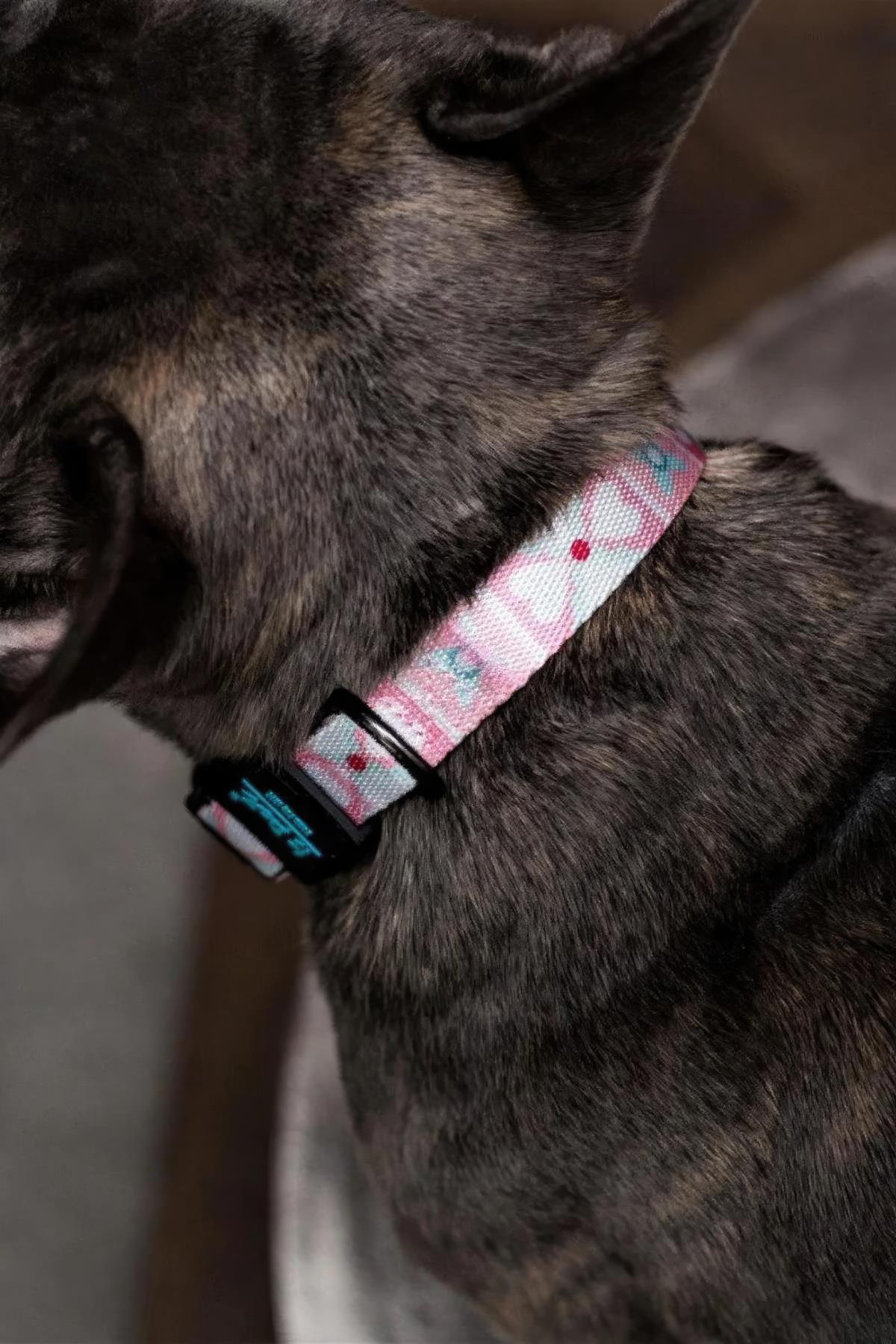 Ispet Pinky Köpek Boyun Tasması