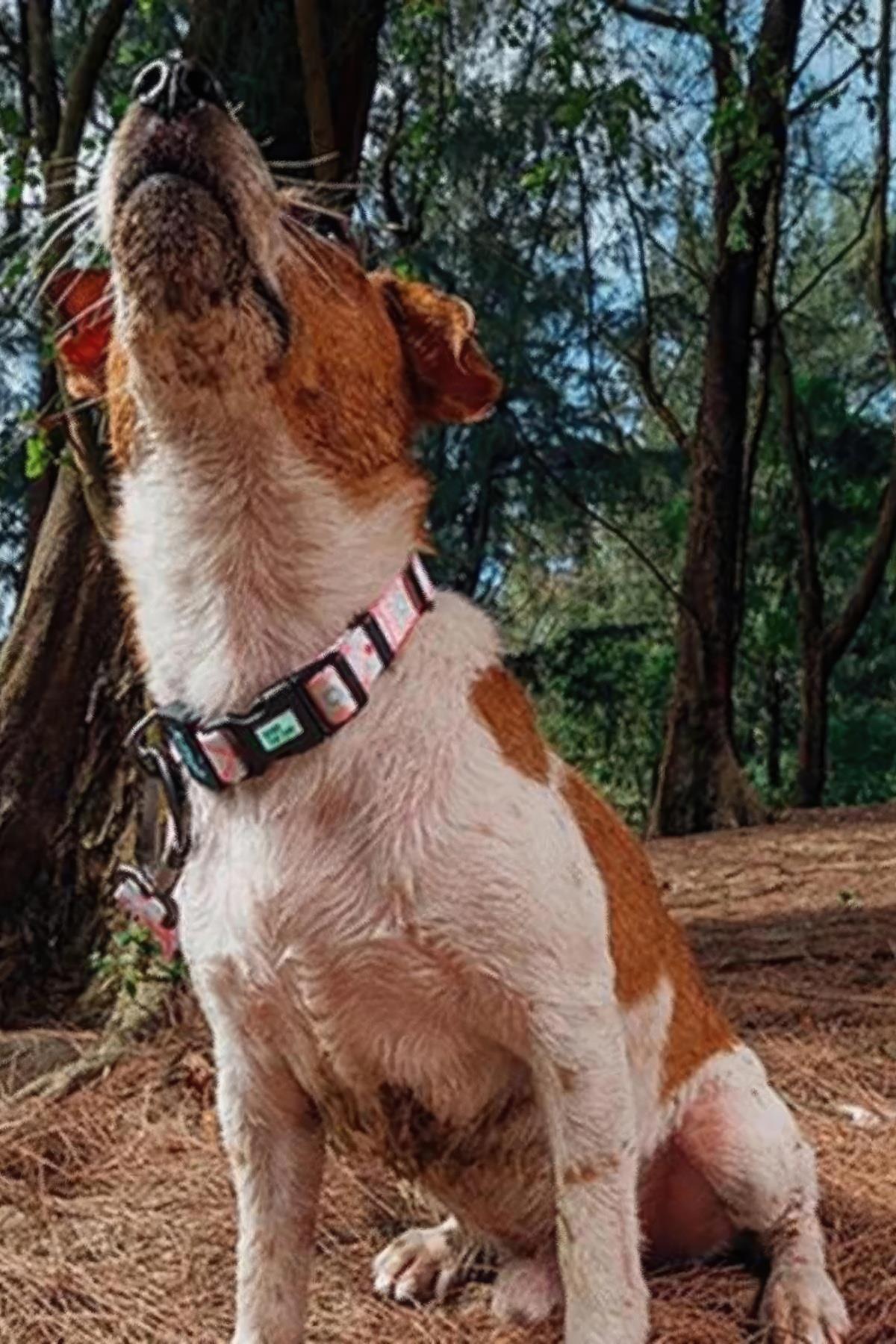 Ispet Pinky Köpek Boyun Tasması