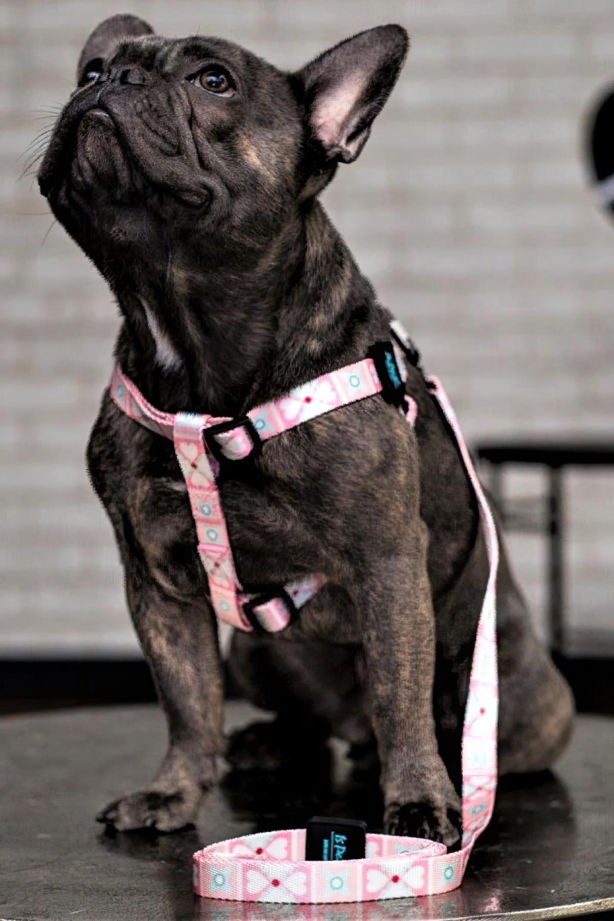 Ispet Pinky Step-In Köpek Göğüs Tasması