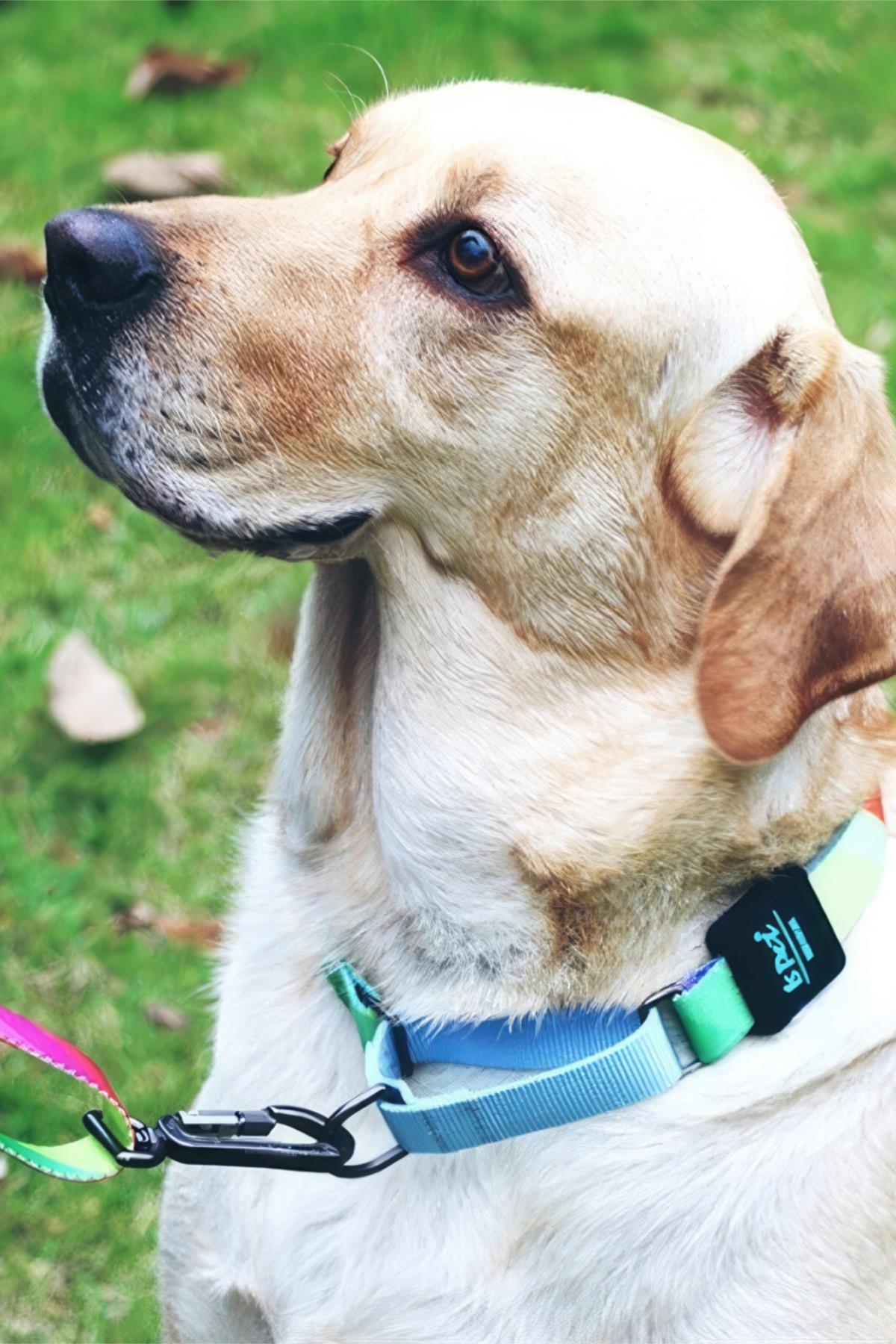 Ispet Rainbow Köpek Eğitim Boyun Tasması