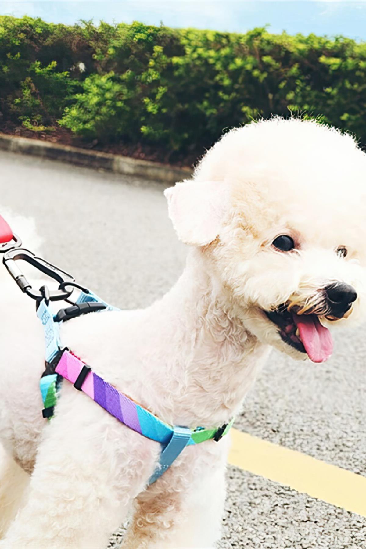 Ispet Rainbow Step In Dog Breast Station
