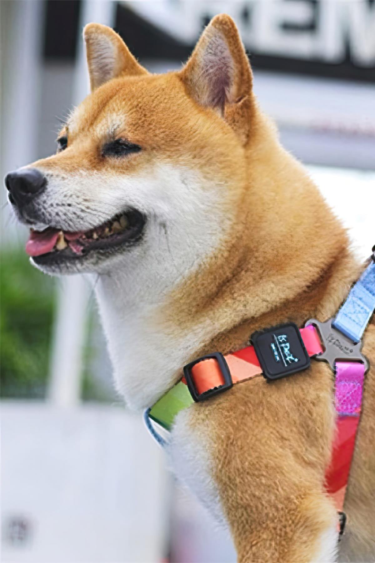 Ispet Rainbow Step In Dog Breast Station