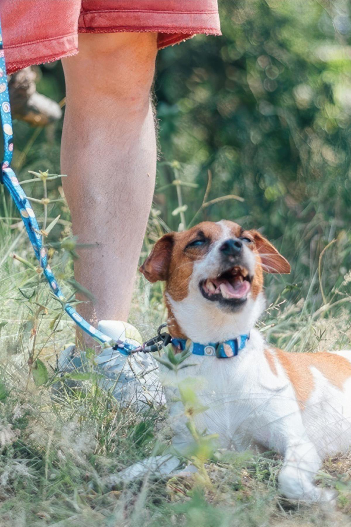 Ispet Sushi Köpek Boyun Tasması