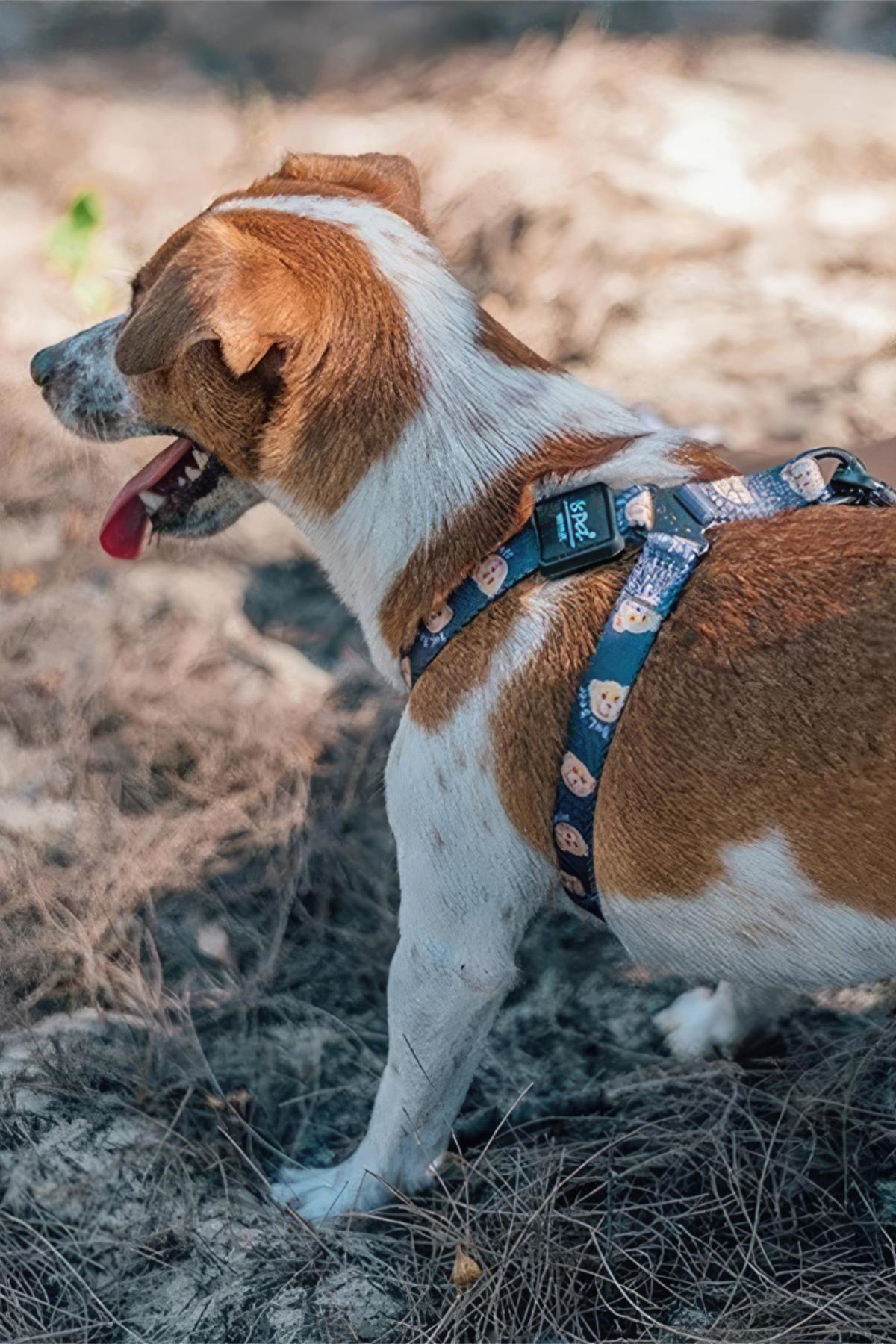 Ispet Teddy Köpek Teddy Step in Göğüs Tasması