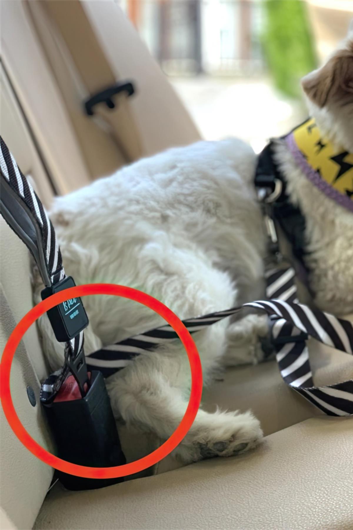 Ispet Zebra Safety Arched Dog Wolf Stray