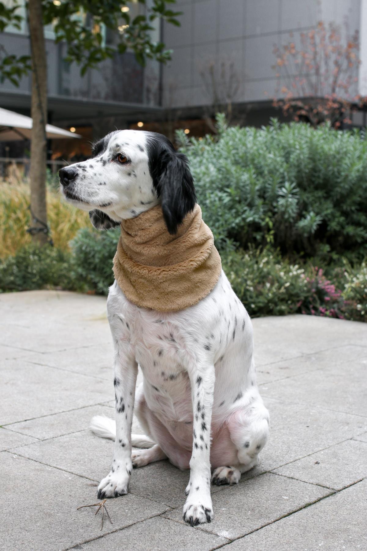 Monido Furry Dog ​​Bandana Cream