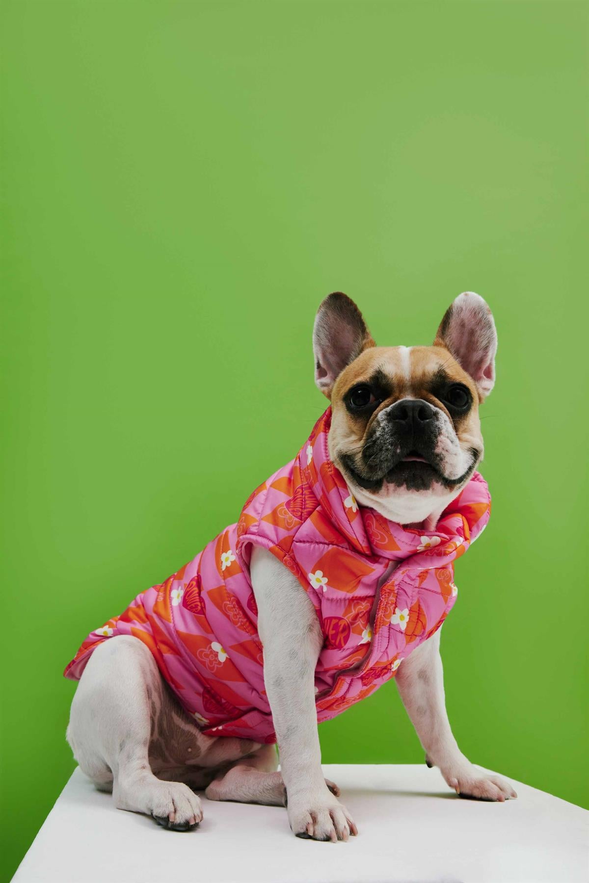 Little Monster Orange Pink Checkered Puffer Dog Coat