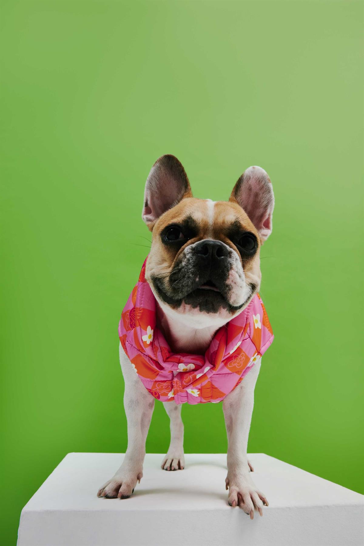 Little Monster Orange Pink Checkered Puffer Dog Coat