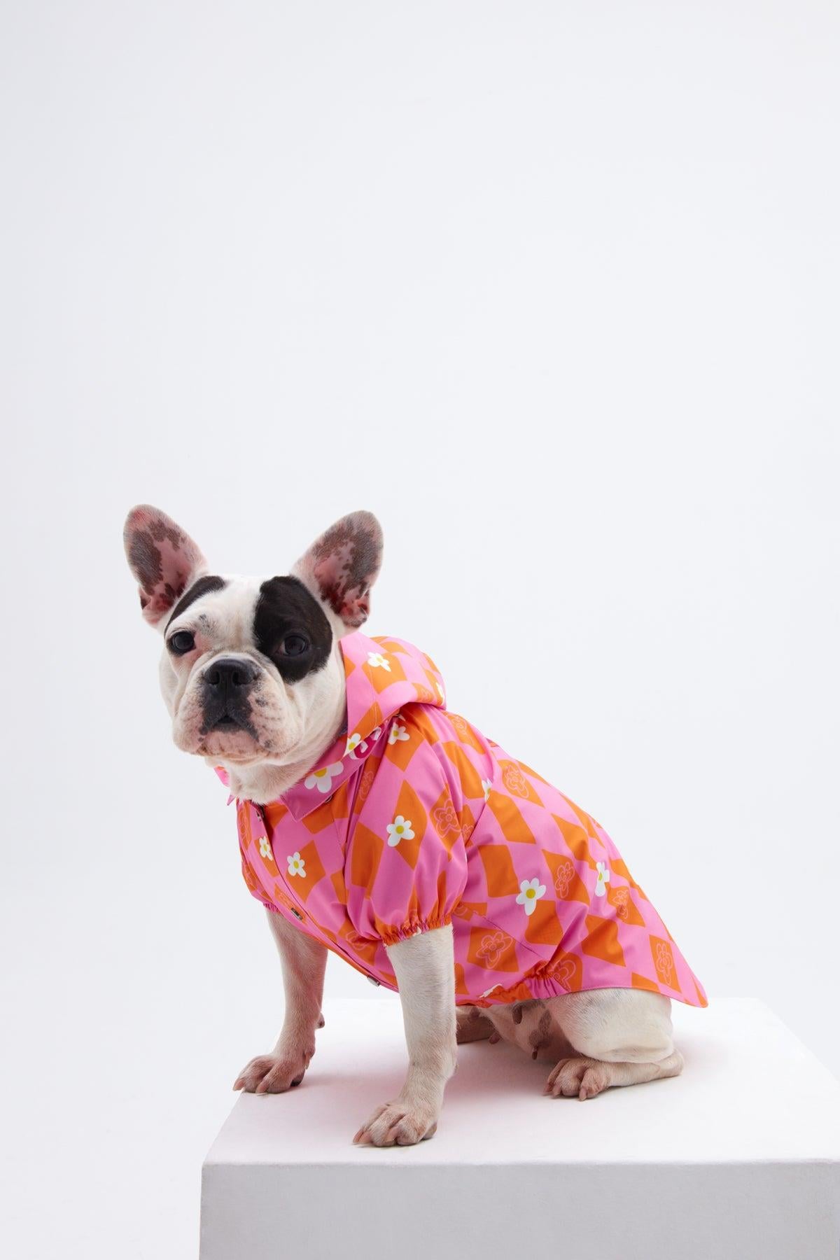 Little Monster Orange Pink Dominated Dog Rain